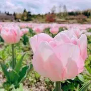 ゆうこりんの画像