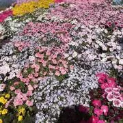 Cotoの画像