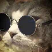 ねこずきの画像