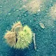 むぅろの画像
