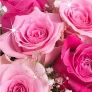 Sweet Rose♡