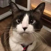 ゆなの画像