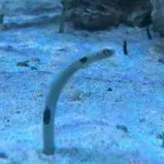 ちんあなごさん