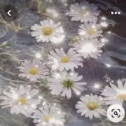 cherryの画像