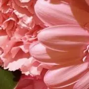 猫の画像