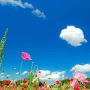 chiico☆プロフ必読の画像
