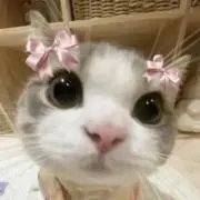 dの画像