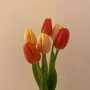つむぎの画像