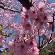 さきの画像