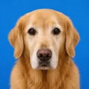 Comの画像