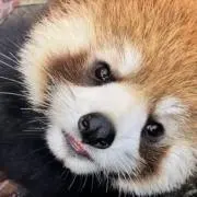 わさび