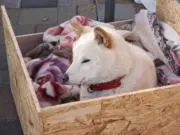 .・*太陽の画像