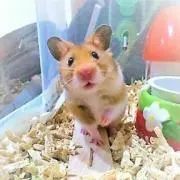 もん太
