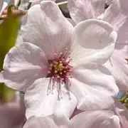 桜の画像