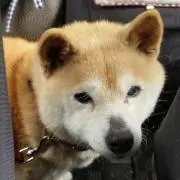 kinan31の画像