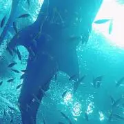 転売目的購入受け付けません❌sofwa