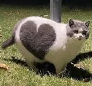 ろろこの画像