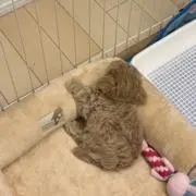 あの画像