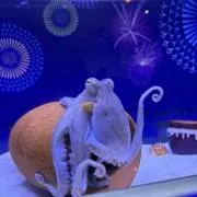 ゆき