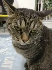 ココネコの画像