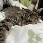 憐