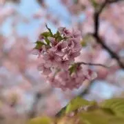 Ru.の画像