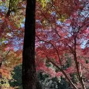 ヨッシーの画像