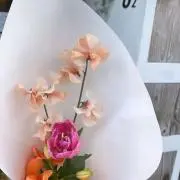 _elgabの画像
