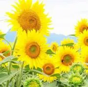 sunsunflower☆価格ご相談可能