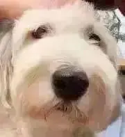 茶葉の画像