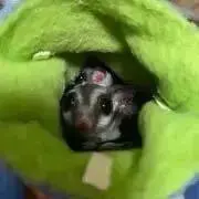 こと ～プロフ必読～の画像
