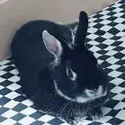 りょうりょうの画像