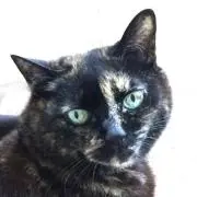 サヴィ猫* ×°の画像