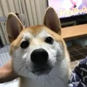 たか