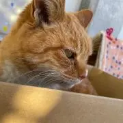 みかん（おまとめで値下げします‼︎）の画像
