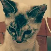 野良犬の画像