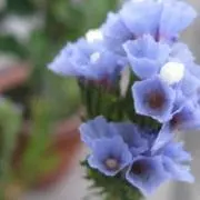 @　7/31～8/3発送不可の画像