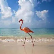 flamingo0816の画像