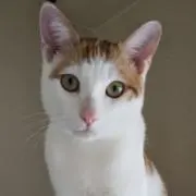 さだはるの画像