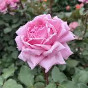 ケンケンの画像