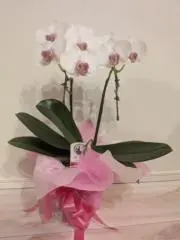 しらたまご