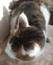 ちびのり堂の画像