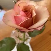 ローズ♡ミンミン