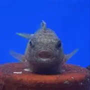 コンペイトウの画像