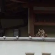 ダッケ