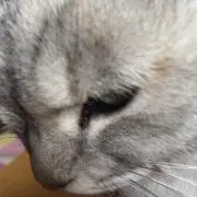 おひたしの画像