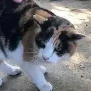 ぬこ❤️の画像