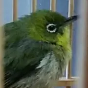 堀ちゃん
