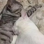 しぃ（＾ω＾）断捨離中