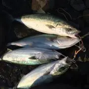 やまちんの画像